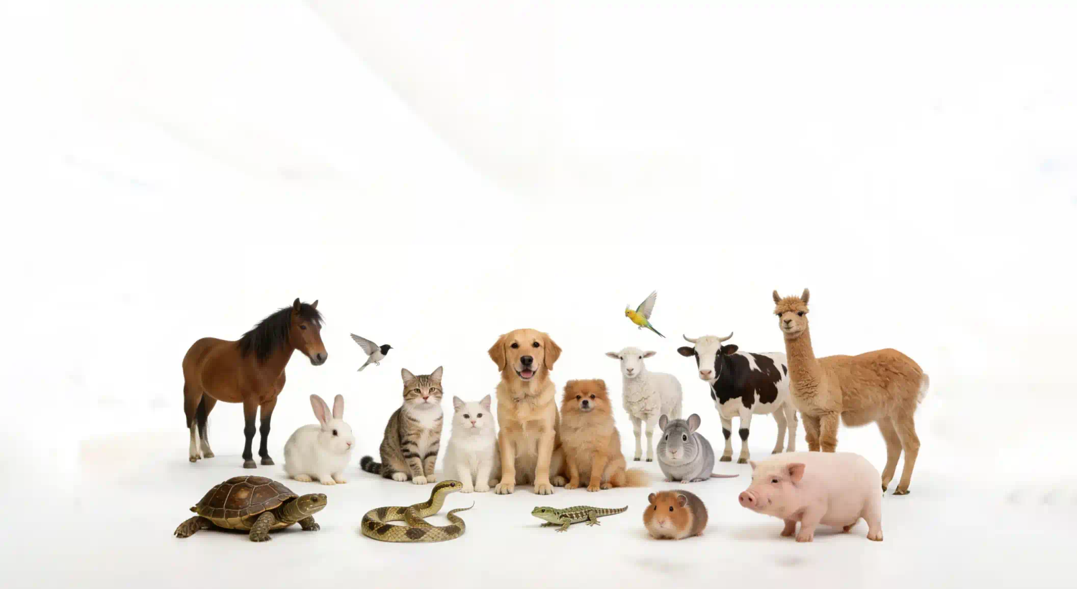 Awalife, pioneer of AI tangible diagnosis (Pioneer in AI-Powered Morphology Diagnostics)