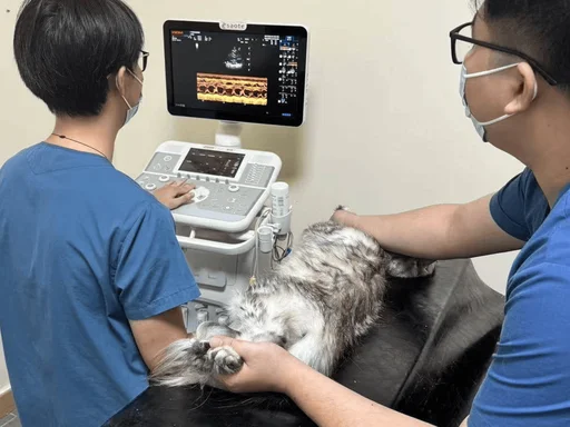 Full scene scheme customization