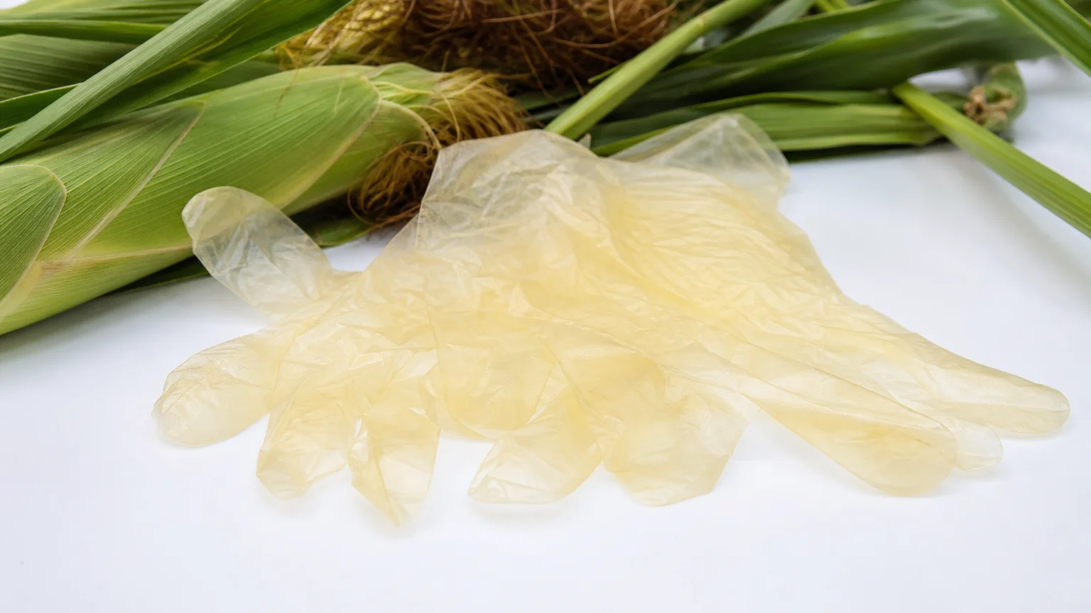 PLA compostable gloves in various colors next to corn stalks representing biobased plant material