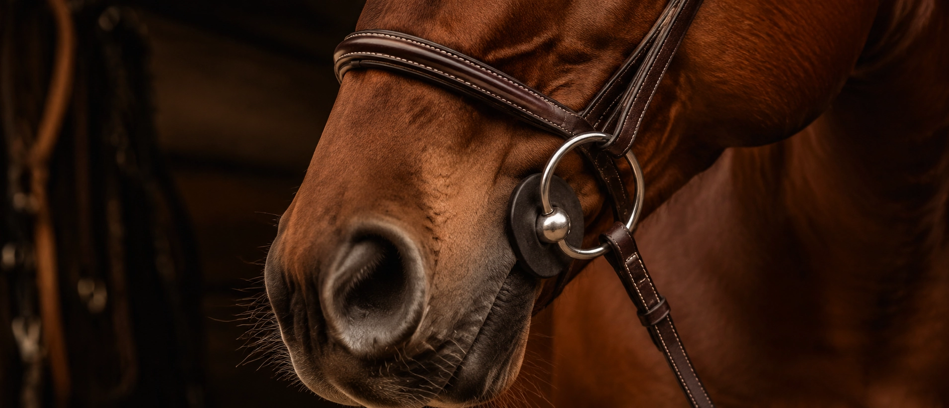 Bridas acolchadas de silicona para caballos sensibles-Fin Noseband frota para siempre